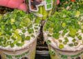 Người Việt ‘cuồng’ trend ẩm thực: Lợi hay hại cho F&B?