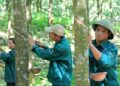 Không còn ghi nhận tiền đền bù đất, Cao su Phước Hoà báo lãi giảm 68%