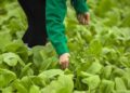 Thế Giới Di Động dừng dự án trồng rau sạch 4KFarm?