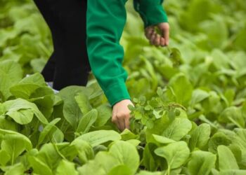 Thế Giới Di Động dừng dự án trồng rau sạch 4KFarm?