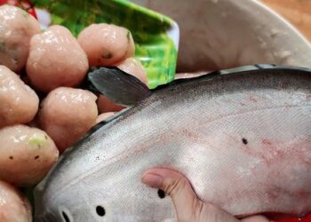 Cùng họ cá rồng nhưng số phận hẩm hiu, chỉ để lợn ăn; dân quê dùng 1 chiêu, người thành phố “phát cuồng”