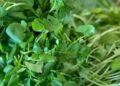 Loại rau được đánh giá ‘bẩn nhất’ nhưng có thể giúp ngăn ngừa ung thư