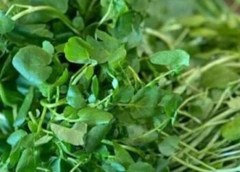 Loại rau được đánh giá ‘bẩn nhất’ nhưng có thể giúp ngăn ngừa ung thư