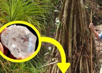 Nhiều lần đào được kim cương, nhà địa chất phát hiện: Chỗ nào có loài cây này, nơi ấy có thể chứa kho báu