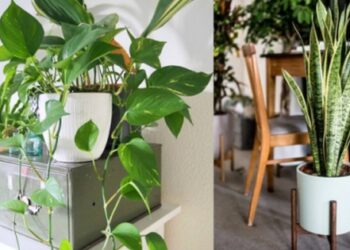 Người thông minh bí mật trồng 6 cây cảnh trong nhà: Vừa gia tăng vận khí lại biết “nuốt” bụi bẩn, làm đẹp không gian