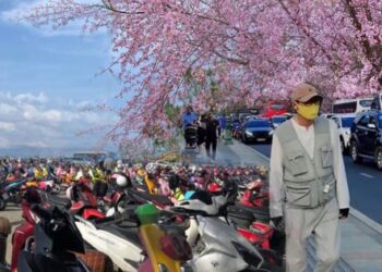 Cập nhật tình hình du lịch dịp lễ khắp mọi miền: Đổ xô ngắm hoa mai anh đào nở kỳ lạ giữa hè Đà Lạt, đảo Phú Quý đông đúc khách