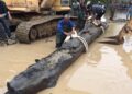 Người đàn ông “huy động” 2 máy xúc đào khúc gỗ “đen sì” dài 10m tỏa hương thơm ở sau nhà: Mất 8 ngày mới “lôi” được lên khỏi mặt đất, giá trị ước tính hơn 350 tỷ đồng