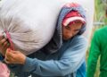 Lộc Trời nợ tiền mua lúa của nông dân