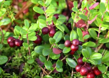 Sau 50 tuổi, chuyên gia Mỹ khuyên ăn nhiều loại quả này để trẻ lâu, kiểm soát đường huyết, “chặn đứng” ung thư