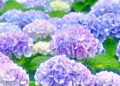 Những loại hoa tươi này có thể gây hại sức khỏe, cần lưu ý khi trưng bày trong nhà