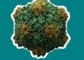 Một virus thực vật có tiềm năng chặn ung thư di căn