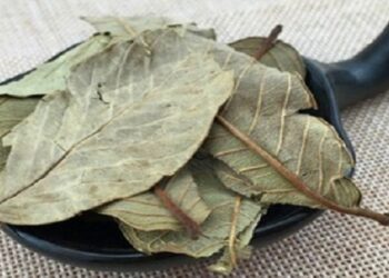 1 loại lá chát có nhiều ở Việt Nam, đun với nước thành “thuốc hạ đường huyết” cực nhạy, ngăn lipid máu, hỗ trợ giảm cân lại không có tác dụng phụ