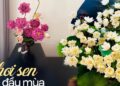 Chị em khoe bình sen đầu mùa: Người chơi sen vàng lạ mắt, người biến 150 bông hoa thành “đầm sen” siêu đẹp trong nhà