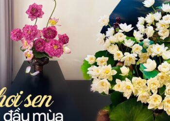 Chị em khoe bình sen đầu mùa: Người chơi sen vàng lạ mắt, người biến 150 bông hoa thành “đầm sen” siêu đẹp trong nhà