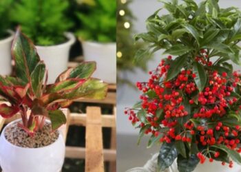Nhà giàu mê tít 3 loài cây này: Nghe tên thôi đã thấy phú quý tiền tài, gia chủ muốn nghèo cũng khó