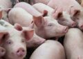 Giám đốc Nông nghiệp BaF: Giá heo cao cũng không có nguồn để bán