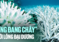 Đại dương đang xảy ra hiện tượng “cháy rừng dưới nước”, san hô chết dần, các loài cá nhận án tử: “Nhân loại đang bị đe dọa mà chưa chắc chúng ta đã thực sự hiểu được”