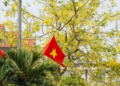 Hoa muồng hoàng yến nhuộm vàng cung đường ‘triệu đô’ ở thành phố Hà Tĩnh