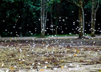 Nơi phát hiện có hàng triệu cánh bướm như truyện cổ tích, thì ra là điểm quen thuộc, cách Hà Nội hơn 100km