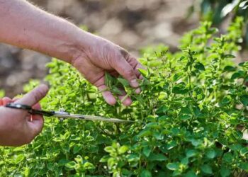 Đây là loại rau hàng đầu giúp hạ huyết áp hiệu quả: Có ở Việt Nam nhưng chưa nhiều người biết để dùng