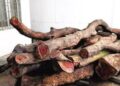 Hai cây gỗ được bán với giá 50 tỷ đồng: Nhiều người bàng hoàng, tiếc nuối khi từng dùng báu vật để… nhóm lò