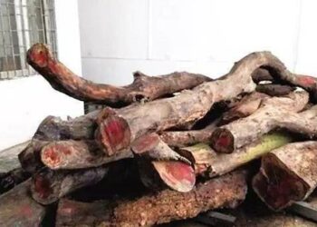 Hai cây gỗ được bán với giá 50 tỷ đồng: Nhiều người bàng hoàng, tiếc nuối khi từng dùng báu vật để… nhóm lò