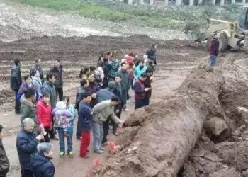 Anh nông dân đào được cây gỗ “đen sì” dài 20m, nghi là “Đông phương thần mộc” trị giá hơn 350 tỷ đồng, hiện trường lập tức được phong tỏa