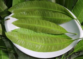 1 loại lá vứt đầy ngoài chợ Việt là “thuốc kiểm soát đường huyết”, ngăn tăng lipid máu, còn hỗ trợ giảm cân hiệu quả