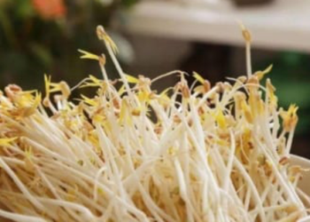 3 loại giá đỗ rẻ bèo, ăn vào bổ gan, thông huyết