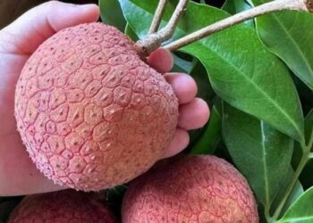 Xuất hiện quả vải “siêu to khổng lồ” ngang bàn tay người, cư dân mạng săn lùng tìm mua