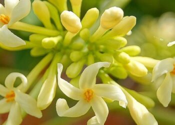 Uống hoa đu đủ để ‘diệt’ ung thư, sau 1 năm, khối u to gấp 4 lần