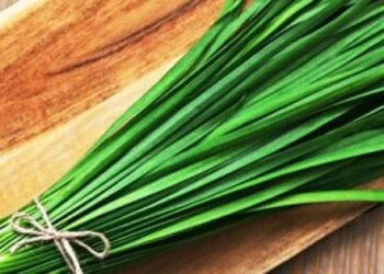 Loại rau gia vị quen thuộc lại là thuốc quý nhiều người không biết