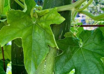 Một thứ trên cây mướp là thuốc quý cho gan, mắt và da nhưng ít người biết