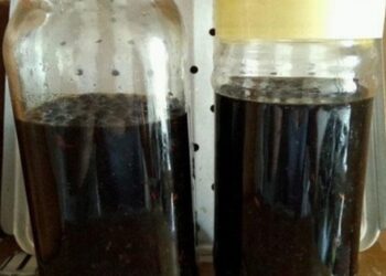 Ăn hạt màu đen giá rẻ này ngâm giấm khiến tiểu đường, mỡ máu, mỡ thừa, huyết áp cao đều “sợ”
