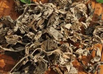 Việt Nam có 1 loại rau lá “vua thảo mộc”, dược tính cực cao, giúp dưỡng dạ dày, hỗ trợ giấc ngủ, nhưng người bị tiểu đường nên tránh xa