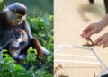 Cha mẹ ‘chịu chi’ không ngại bỏ bộn tiền dẫn con đi ngắm voọc chà vá chân nâu, trồng san hô, du lịch khắp miền đất nước