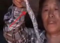Tốt bụng “cưu mang” 1 con rắn, vài ngày sau người phụ nữ tái mặt với cảnh tượng này: Tôi đã rất sợ hãi!