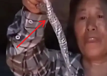 Tốt bụng “cưu mang” 1 con rắn, vài ngày sau người phụ nữ tái mặt với cảnh tượng này: Tôi đã rất sợ hãi!