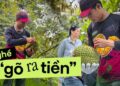 Chàng trai 25 tuổi kinh nghiệm 7 năm leo cây gõ sầu chia sẻ về nghề độc lạ: Thu nhập ngang giám đốc, nhưng không phải ai cũng theo được vì lý do này