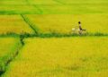 Ngủ một đêm với cánh đồng