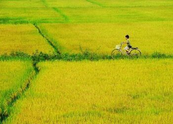 Ngủ một đêm với cánh đồng