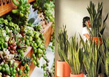 4 loại cây cảnh vừa giảm nhiệt ngày nóng lại ”nịnh” Thần tài, được người giàu coi như ”báu vật”