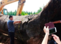 Người đàn ông “khoe” đào được 20 cây gỗ tỏa mùi thơm dưới ao: Cây dài nhất 25m, tổng giá trị ước tính hơn 1.752 tỷ đồng