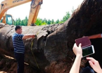 Người đàn ông “khoe” đào được 20 cây gỗ tỏa mùi thơm dưới ao: Cây dài nhất 25m, tổng giá trị ước tính hơn 1.752 tỷ đồng