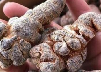 Loại rễ cây ‘quý như vàng’ giúp hỗ trợ điều trị ung thư