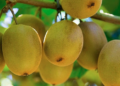 Giàu vitamin C gấp 11,5 lần dưa chuột, loại quả ngọt mát hay bán trong siêu thị, người Việt yêu thích: Kiểm soát huyết áp và đường máu tốt miễn chê