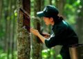 Vì sao cổ phiếu doanh nghiệp cao su tự nhiên nổi sóng?