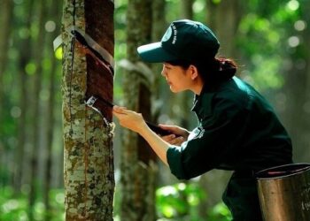 Vì sao cổ phiếu doanh nghiệp cao su tự nhiên nổi sóng?