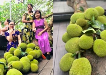 Quán cà phê độc lạ có cây mít sai trĩu quả, nằm la liệt khắp sàn: Nhiều ngày quá tải, khách chờ cả tiếng để có chỗ ngồi