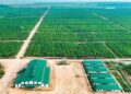 Thaco Agri có lãi trở lại sau 2 năm lỗ nặng